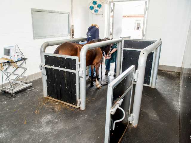 tierklinikluescheweb3-640x480.jpg