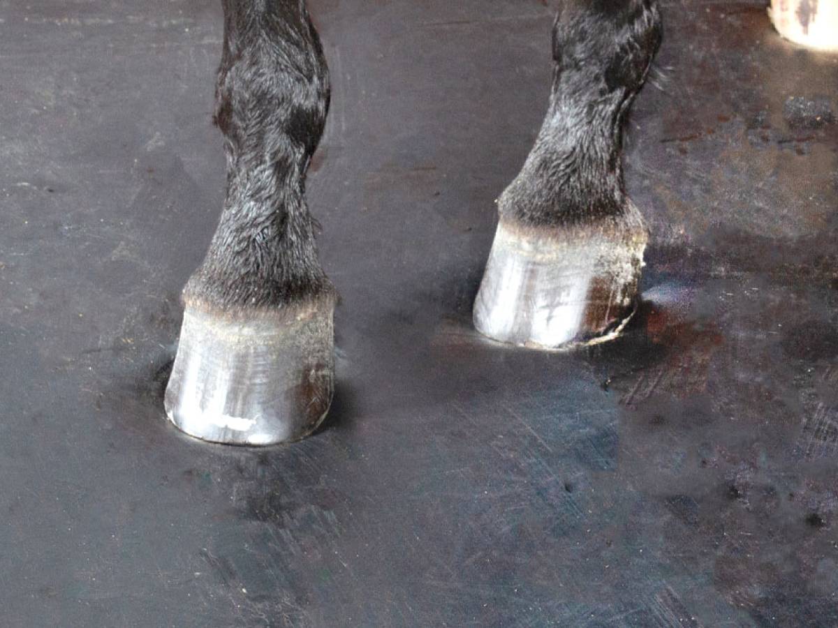 The perfect floor for every horse in 5 steps
