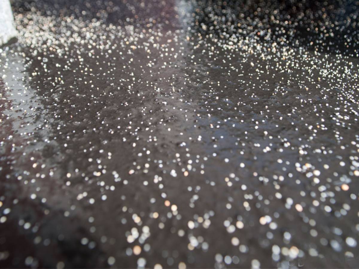 Dog world champion trusts in rubber screed from Gröne